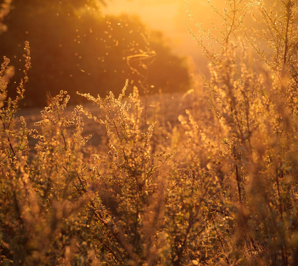 Seasonal Allergies - Dr. Michelle Jackson Naturopathic Physician