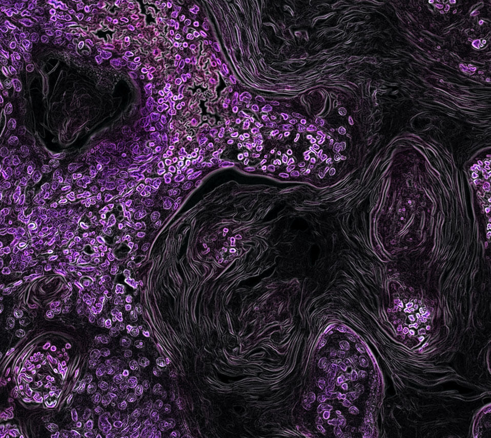 Prevention Cure - Dr. Michelle Jackson Naturopathic Physician