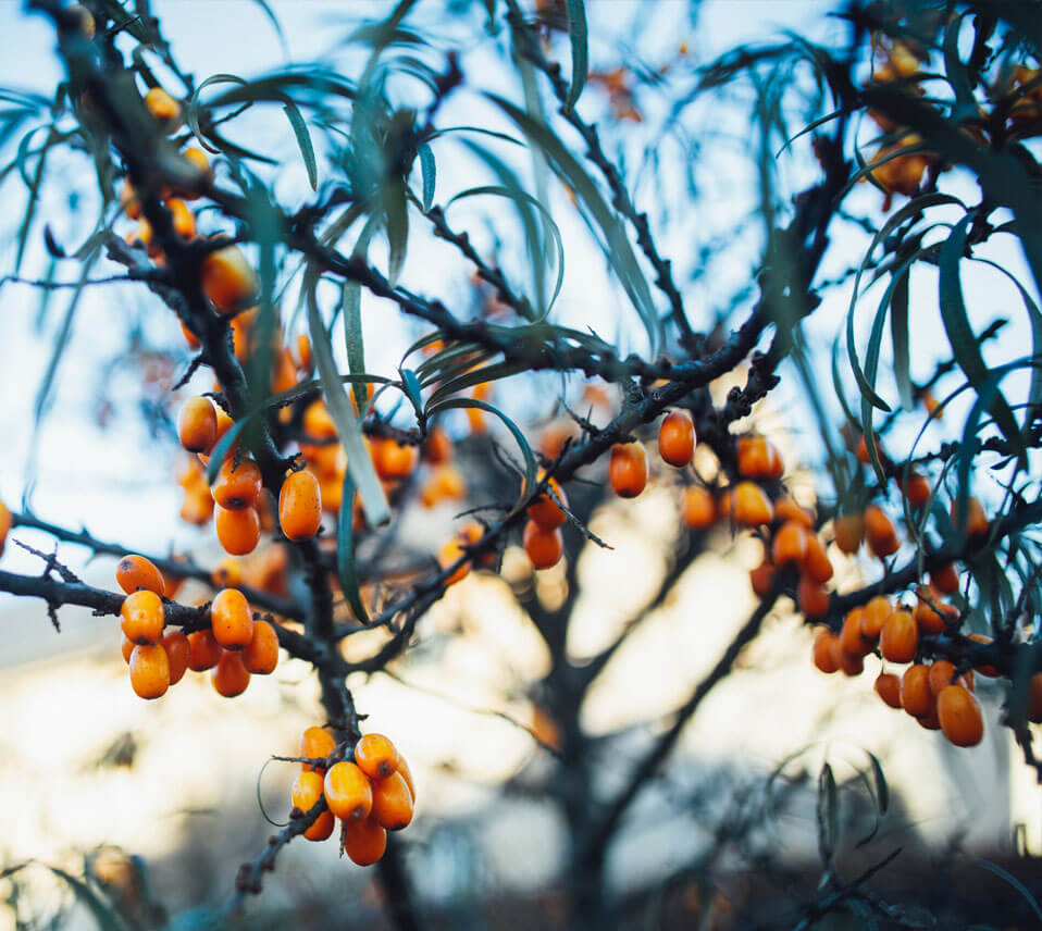 Relief Anxiety Depression Insomnia - Dr. Michelle Jackson Naturopathic Physician